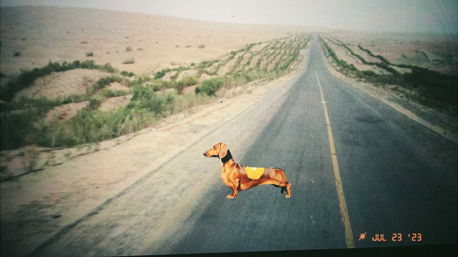 A screen showing an orange dog standing on a road